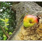 Der Apfel fällt nicht weit vom Stamm!