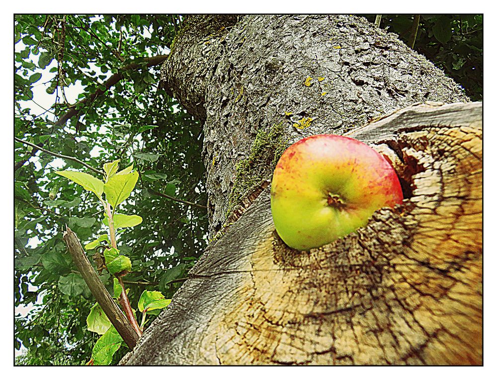 Der Apfel fällt nicht weit vom Stamm! Foto & Bild apfel, natur