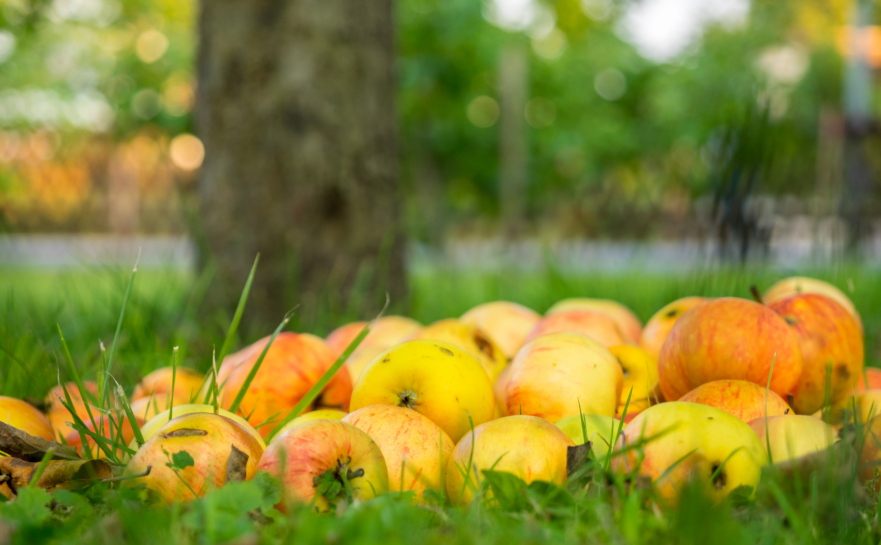 Der Apfel fällt nicht weit vom Stamm