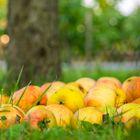 Der Apfel fällt nicht weit vom Stamm