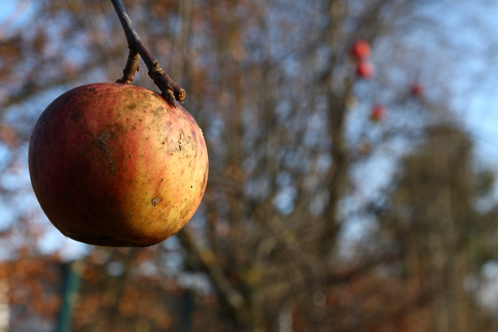 Der Apfel fällt nicht weit vom Stamm Foto & Bild pflanzen, pilze