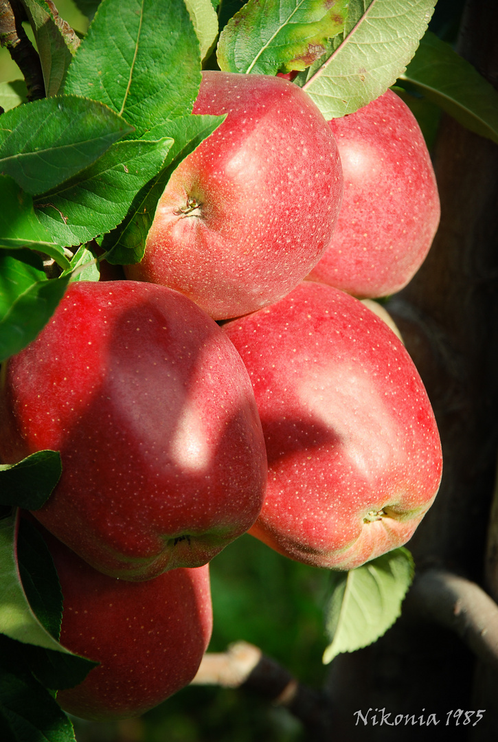 Der Apfel fällt nicht weit vom Stamm...