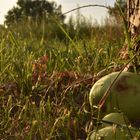 Der Apfel fällt nicht weit vom Stamm