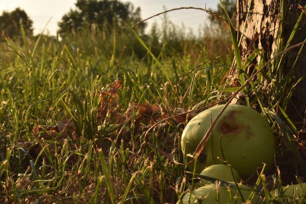 Der Apfel fällt nicht weit vom Stamm Foto & Bild pflanzen, pilze