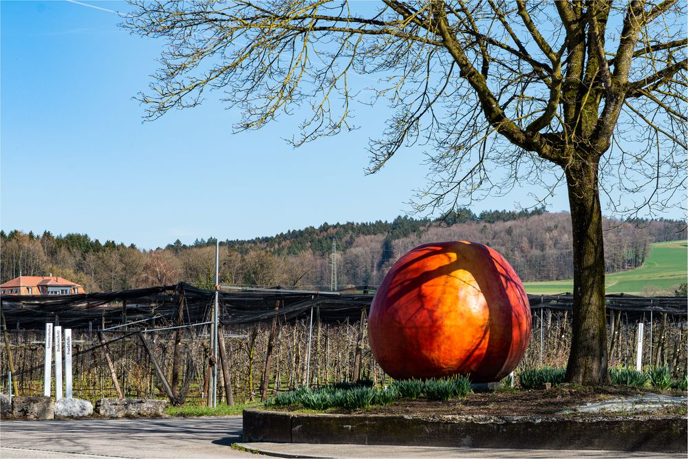 Der Apfel fällt nicht weit vom Stamm Foto & Bild world, bäume, apfel
