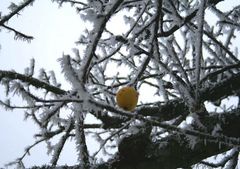 Der Apfel fällt nicht weit vom Stamm...