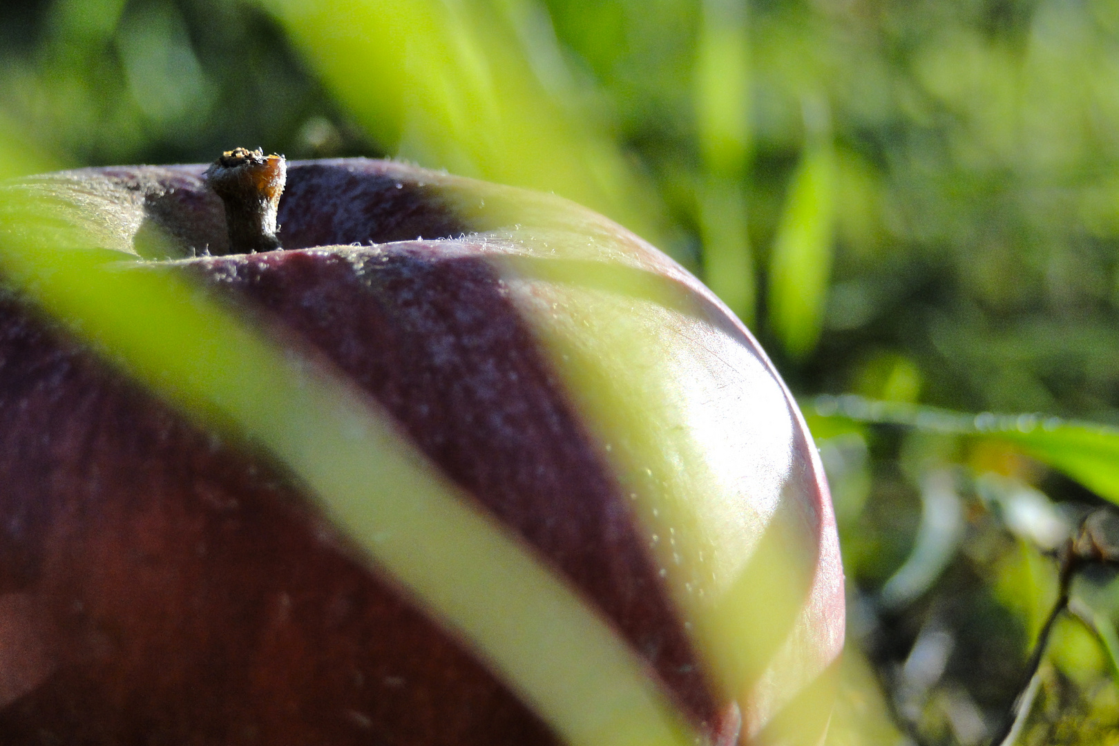 Der Apfel fällt nicht weit vom Stamm