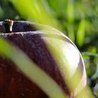 Der Apfel fällt nicht weit vom Stamm