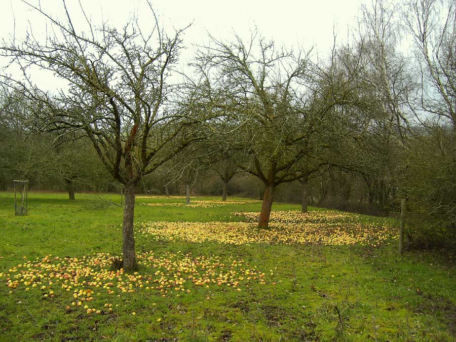 Der Apfel fällt nicht weit vom Stamm