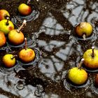 Der Apfel fällt nicht weit vom Stamm...