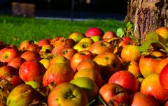 Der Apfel fällt nicht weit vom Stamm