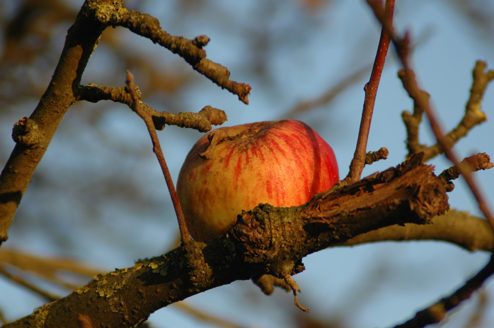 Der Apfel fällt nicht weit vom Stamm