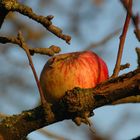 Der Apfel fällt nicht weit vom Stamm