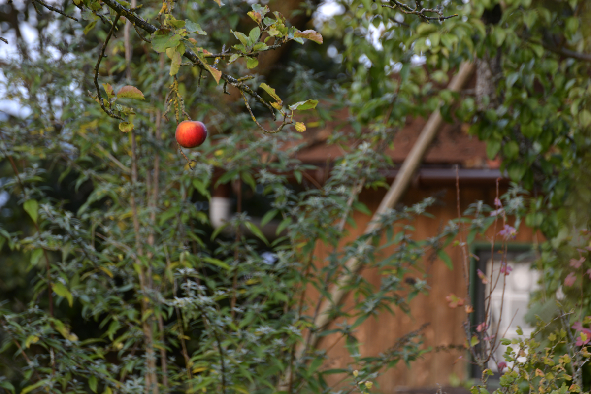 Der Apfel fällt. Nicht. Weit vom Stamm.