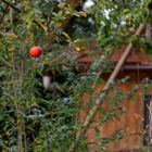 Der Apfel fällt. Nicht. Weit vom Stamm.