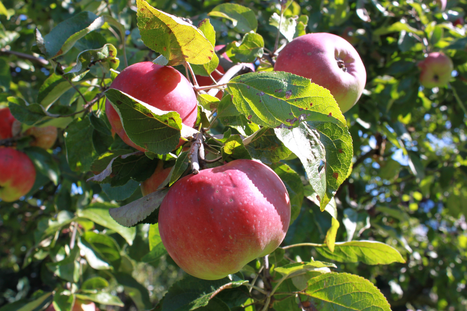 Der Apfel fällt nicht weit vom Stamm....