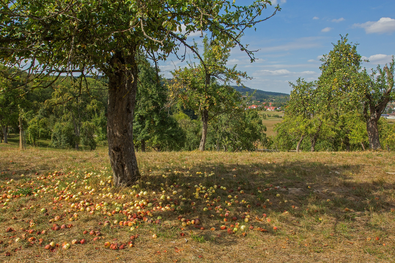 Der Apfel fällt nicht weit vom Stamm