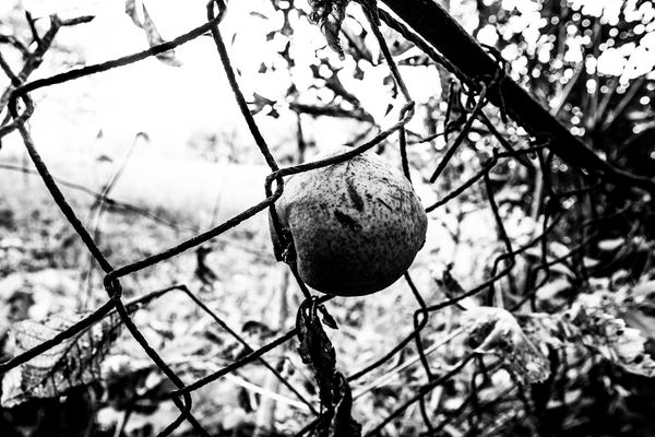 Der Apfel fällt weit vom Stamm