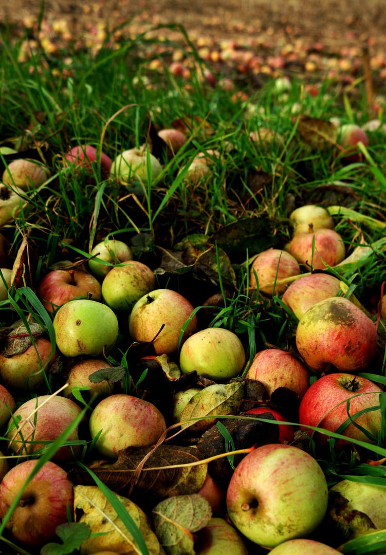 der Apfel fällt weit vom Stamm