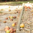 Der Apfel fält nicht weit vom Baum