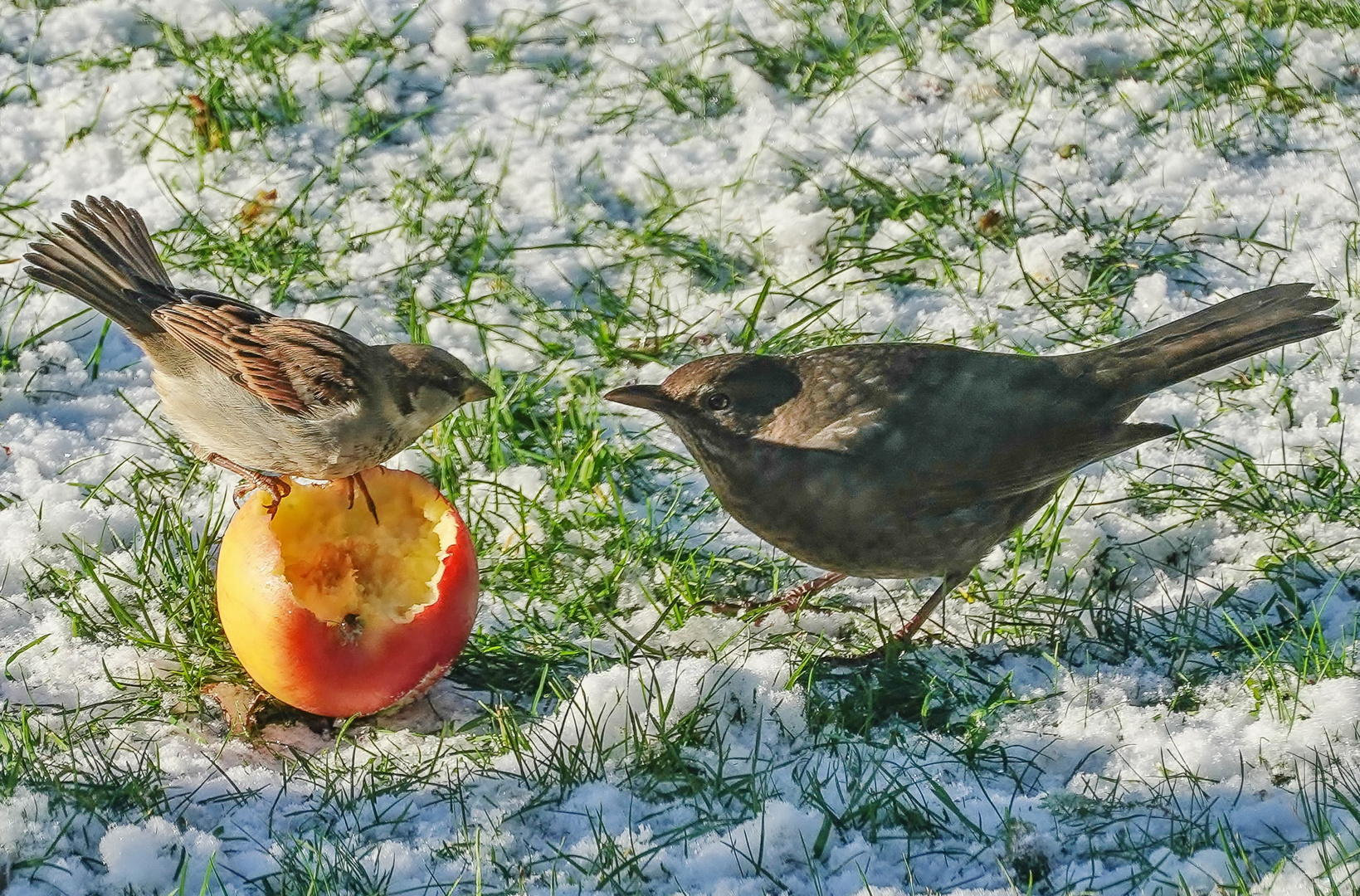 Der Apfel gehört mir, oder.....