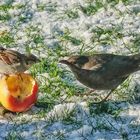 Der Apfel gehört mir, oder.....