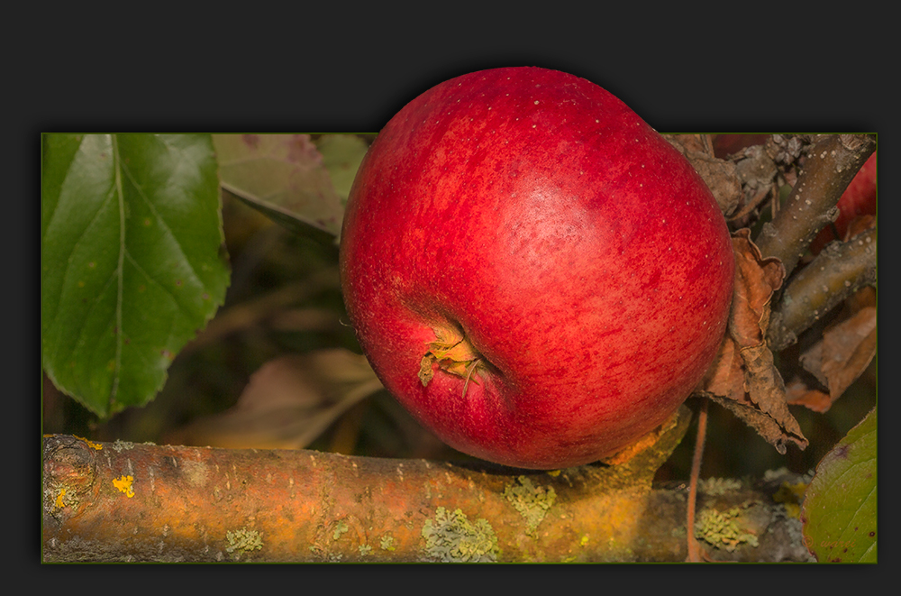 Der Apfel hat nicht aufs Bild gepaßt!