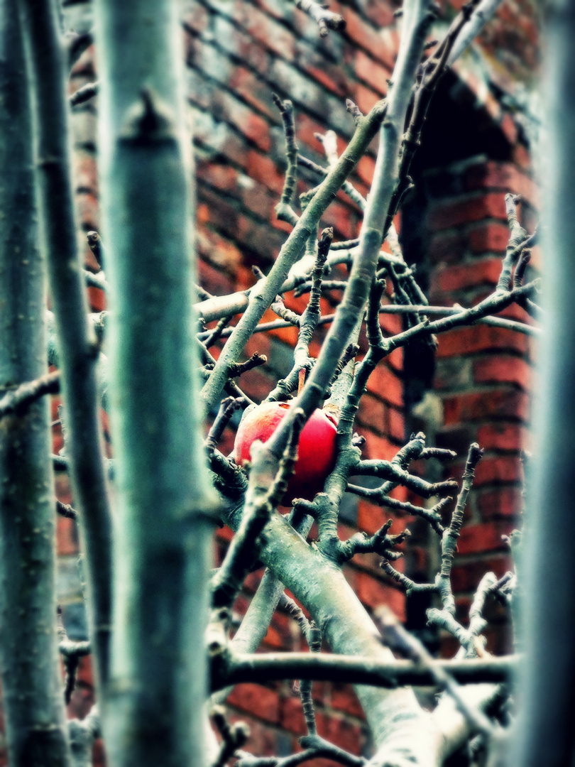 der Apfel im Kloster Garten