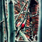 der Apfel im Kloster Garten