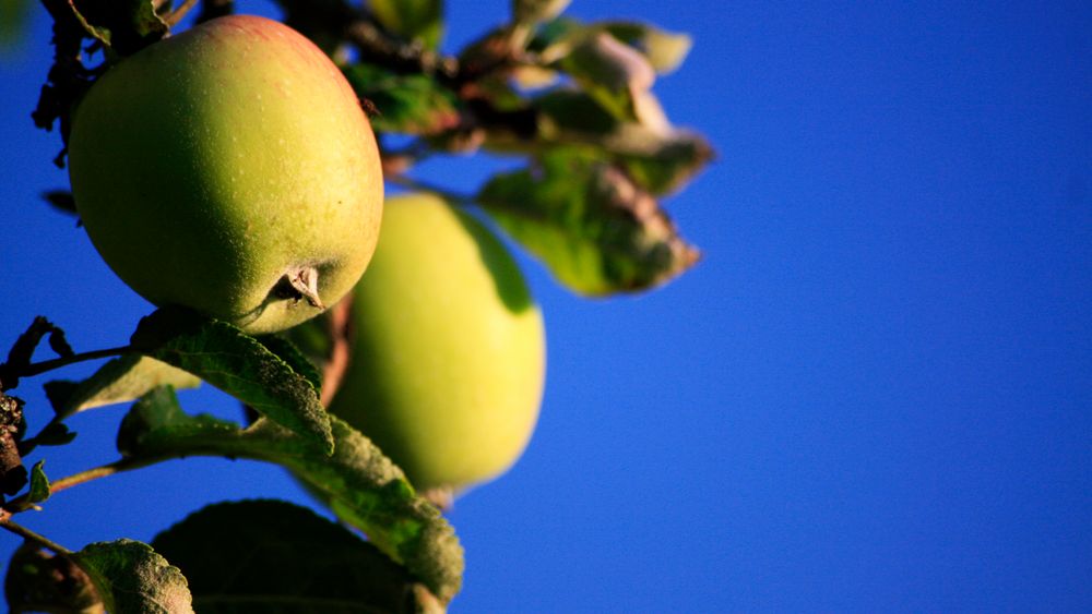 Der Apfel ist reif Foto & Bild pflanzen, pilze & flechten, früchte und beeren, natur Bilder