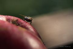 "Der Apfel macht die Fliege.."