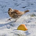 Der Apfel sieht aber gut aus.....