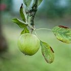 der apfel und der stamm und so