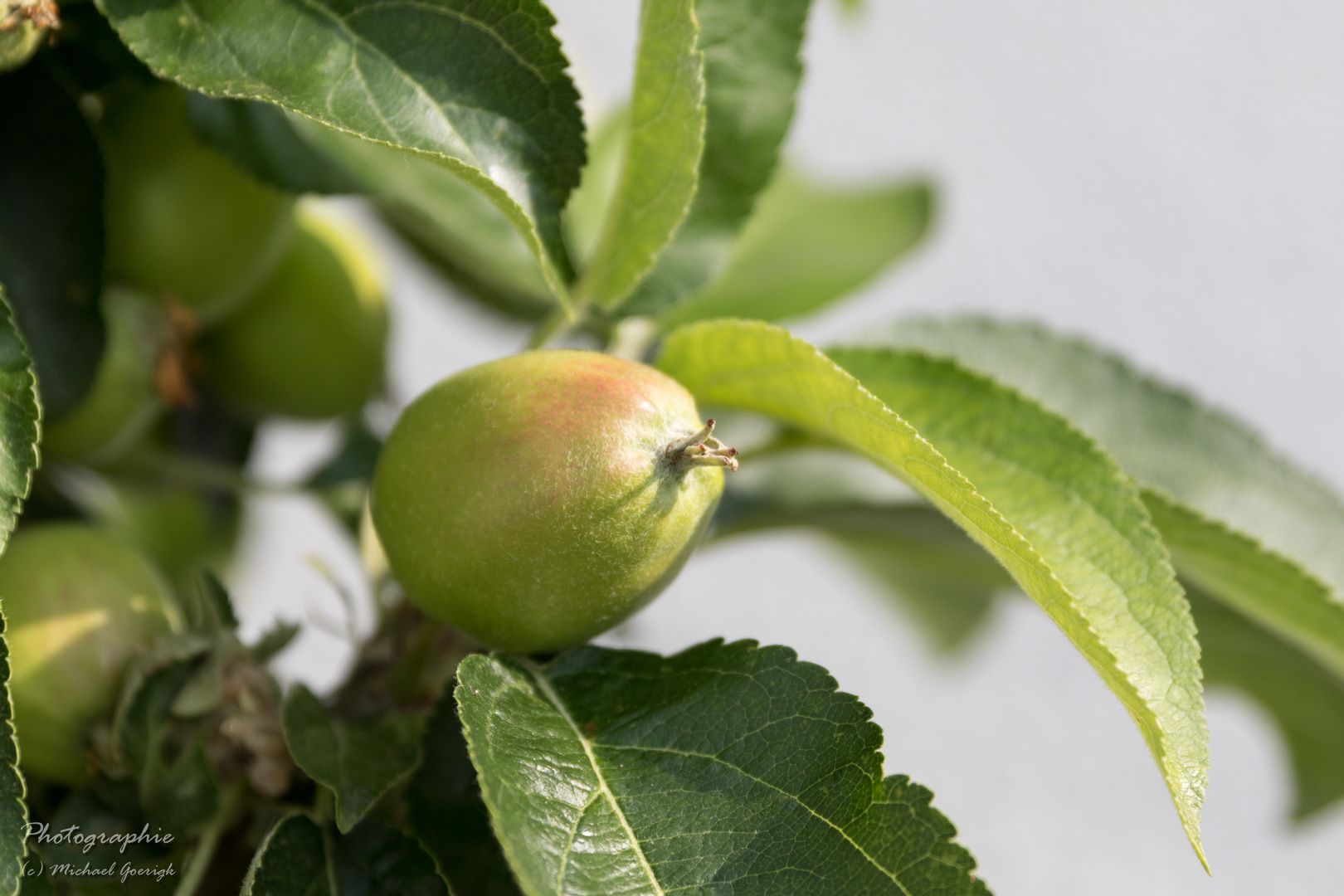 Der Apfel wächst!