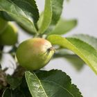 Der Apfel wächst!