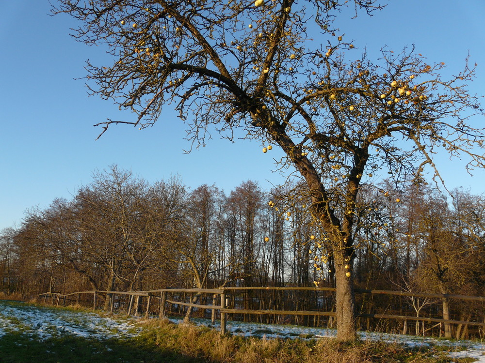 Der Apfelbaum