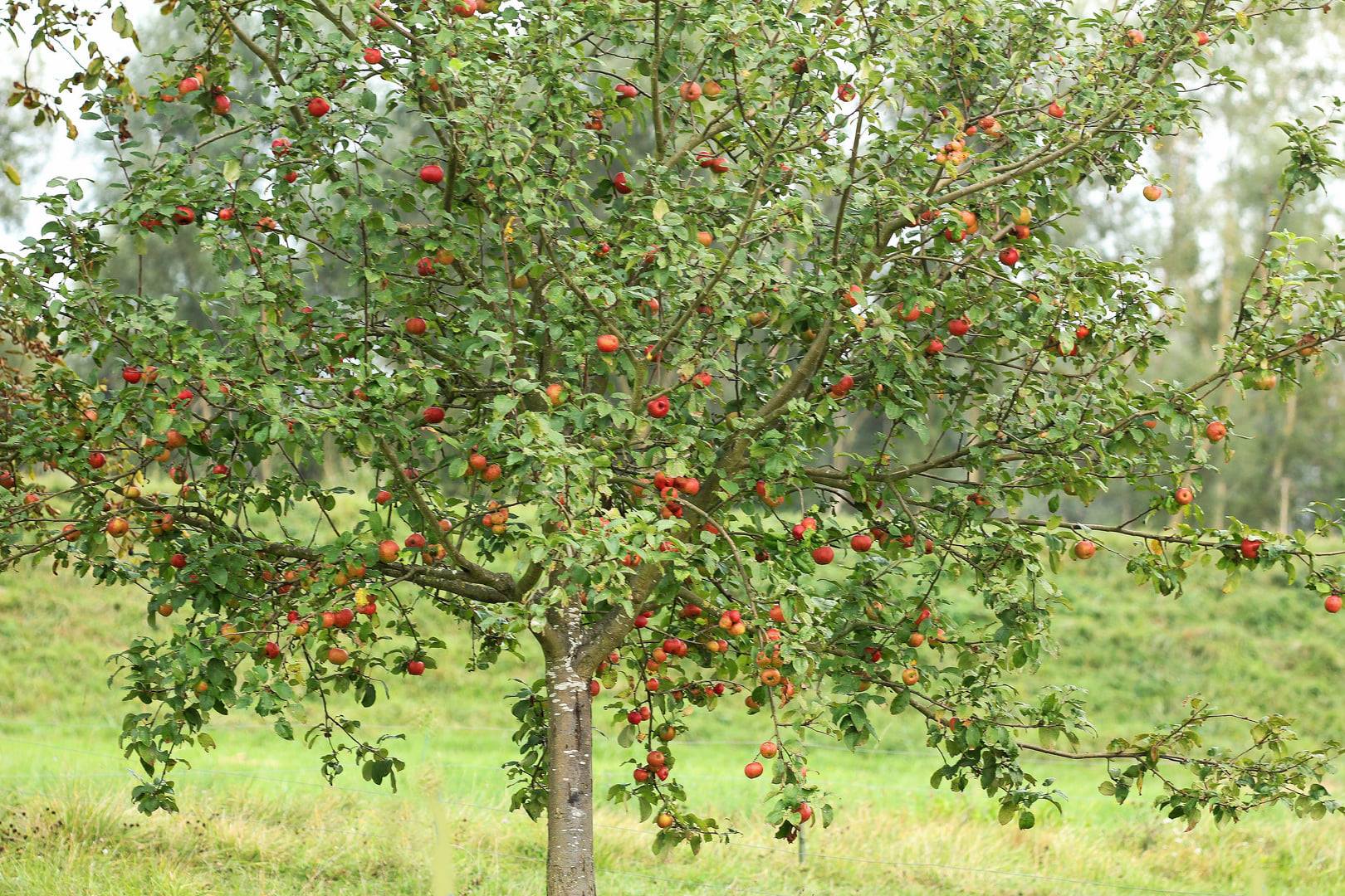 der Apfelbaum Foto & Bild baum, apfel, herbst Bilder auf