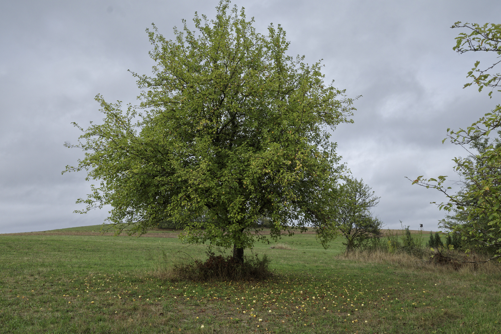 Der Apfelbaum