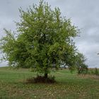 Der Apfelbaum