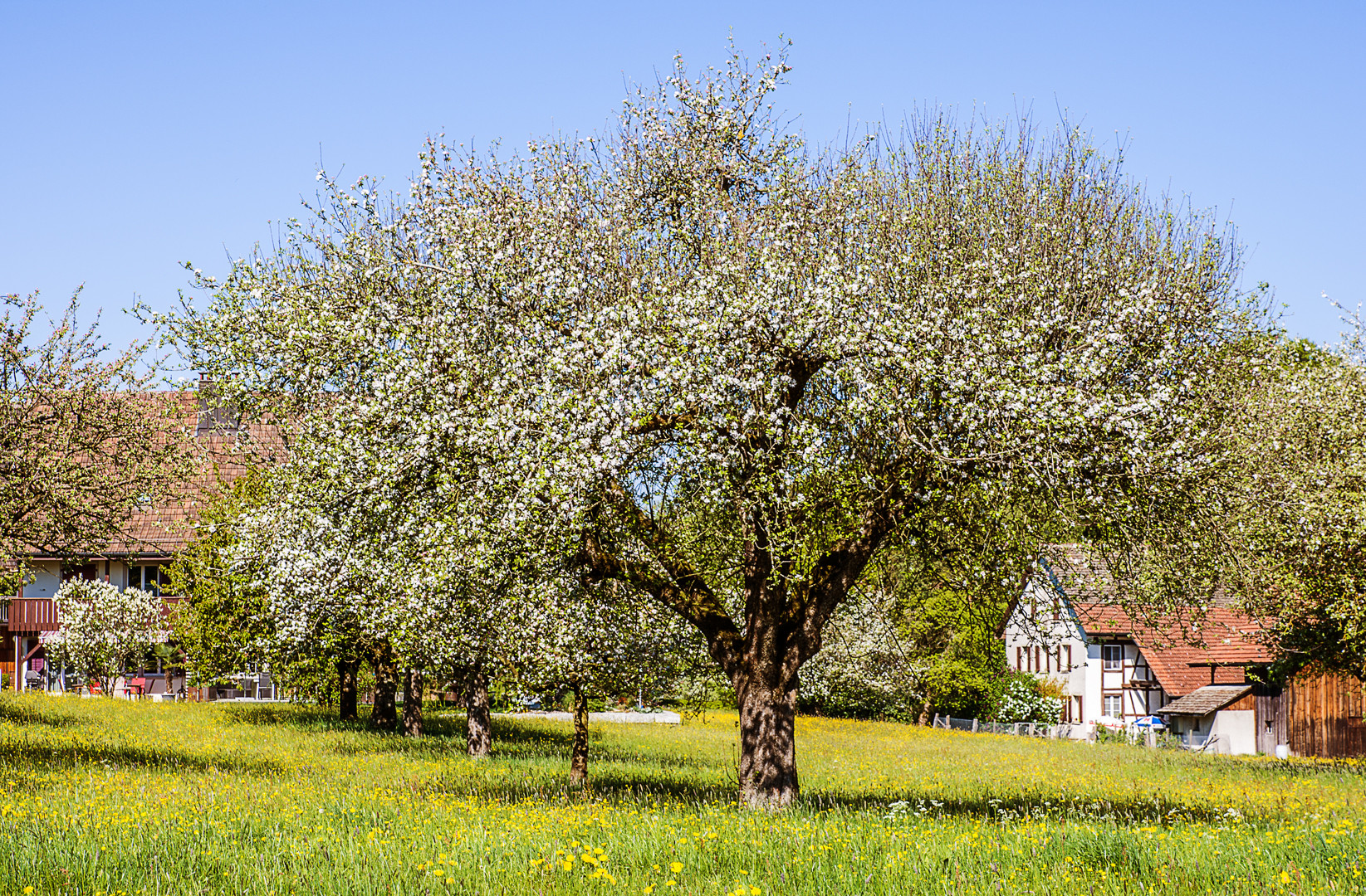 Der Apfelbaum