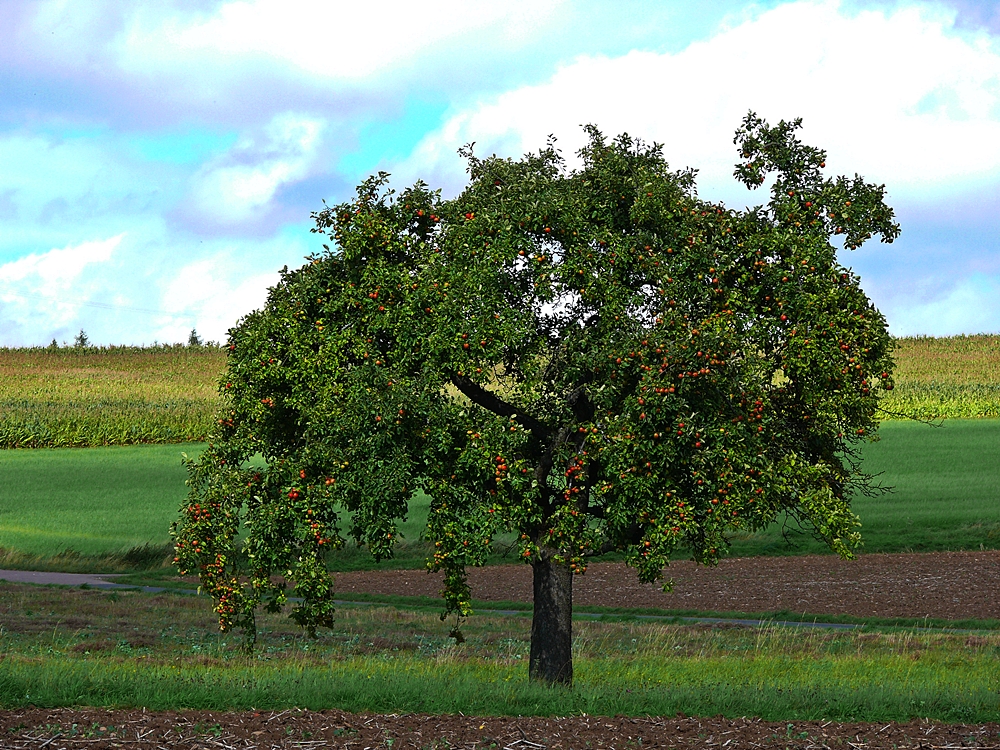 der Apfelbaum