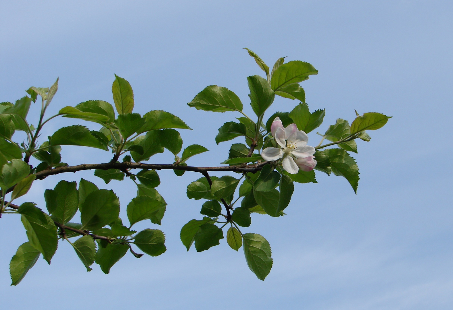 Der Apfelbaum ...