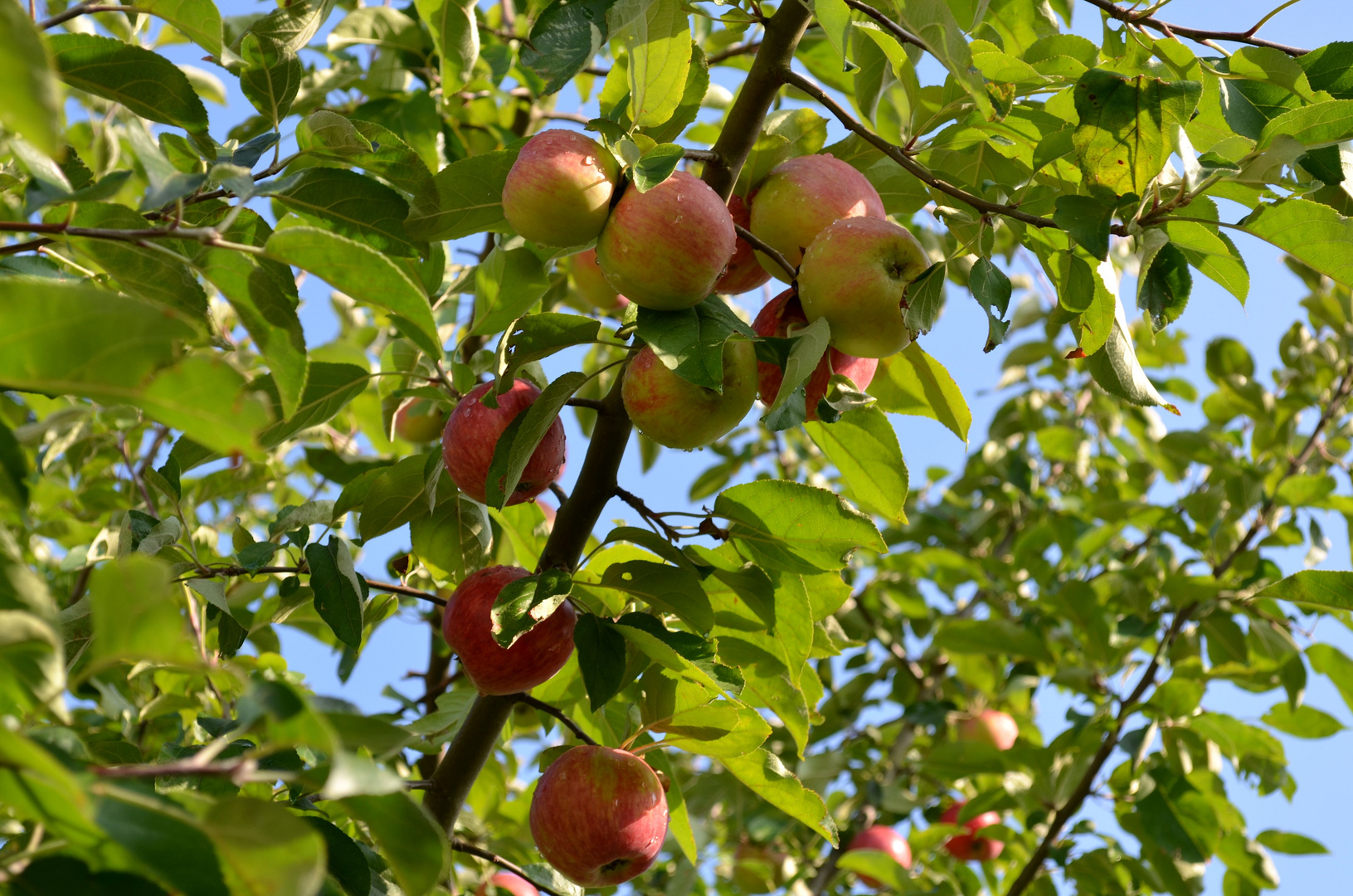 Der Apfelbaum