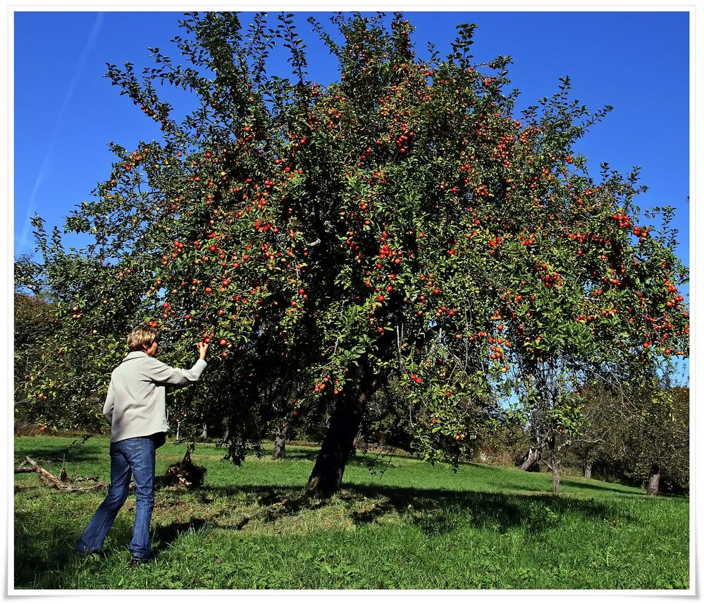 der Apfelbaum Foto & Bild jahreszeiten, herbst, natur Bilder auf