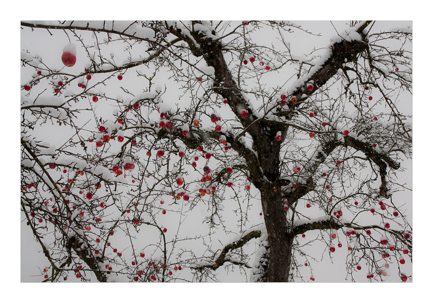 Der Apfelbaum