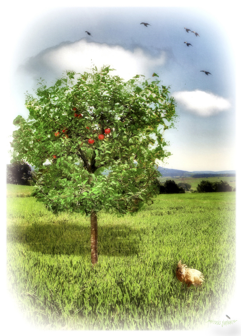 Der Apfelbaum Foto Bild Spezial Composing Digiart Bilder Auf Fotocommunity