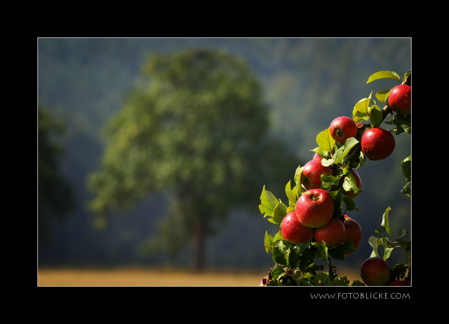 Der Apfelbaum