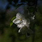 Der Apfelbaum blüht