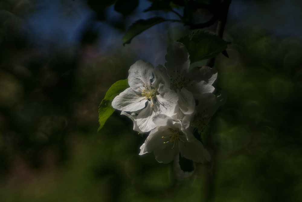 Der Apfelbaum blüht