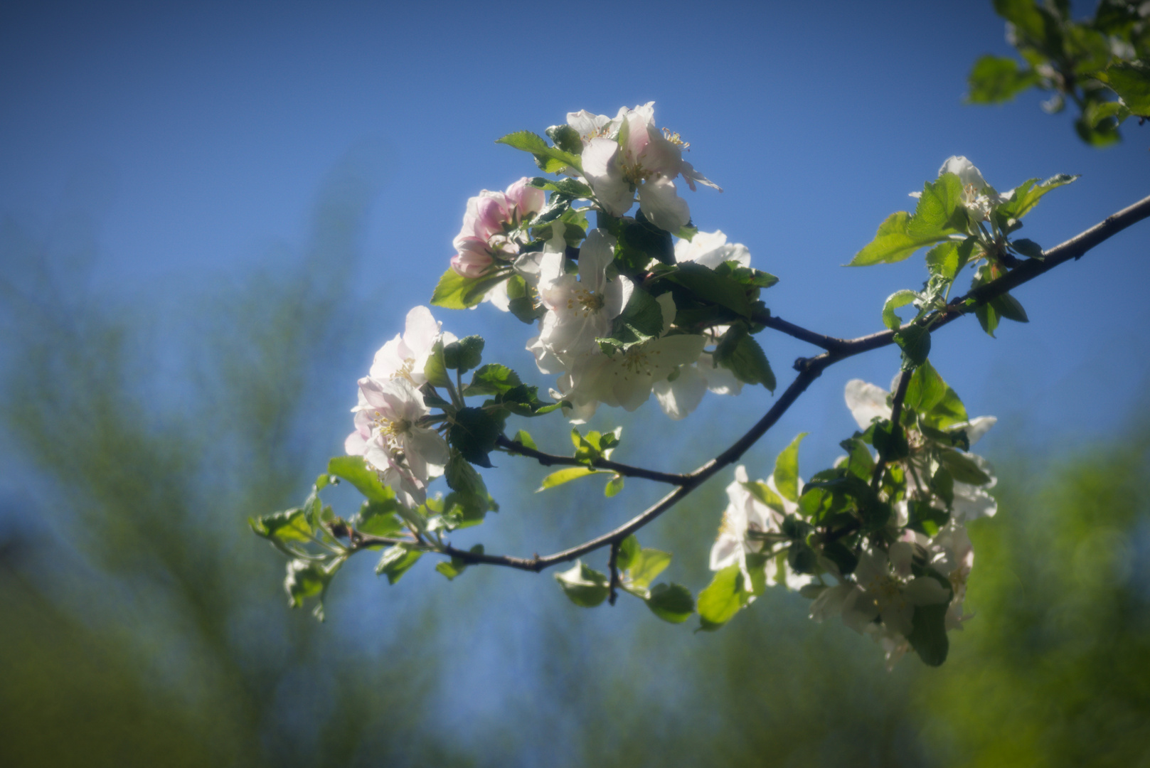 Der Apfelbaum blüht